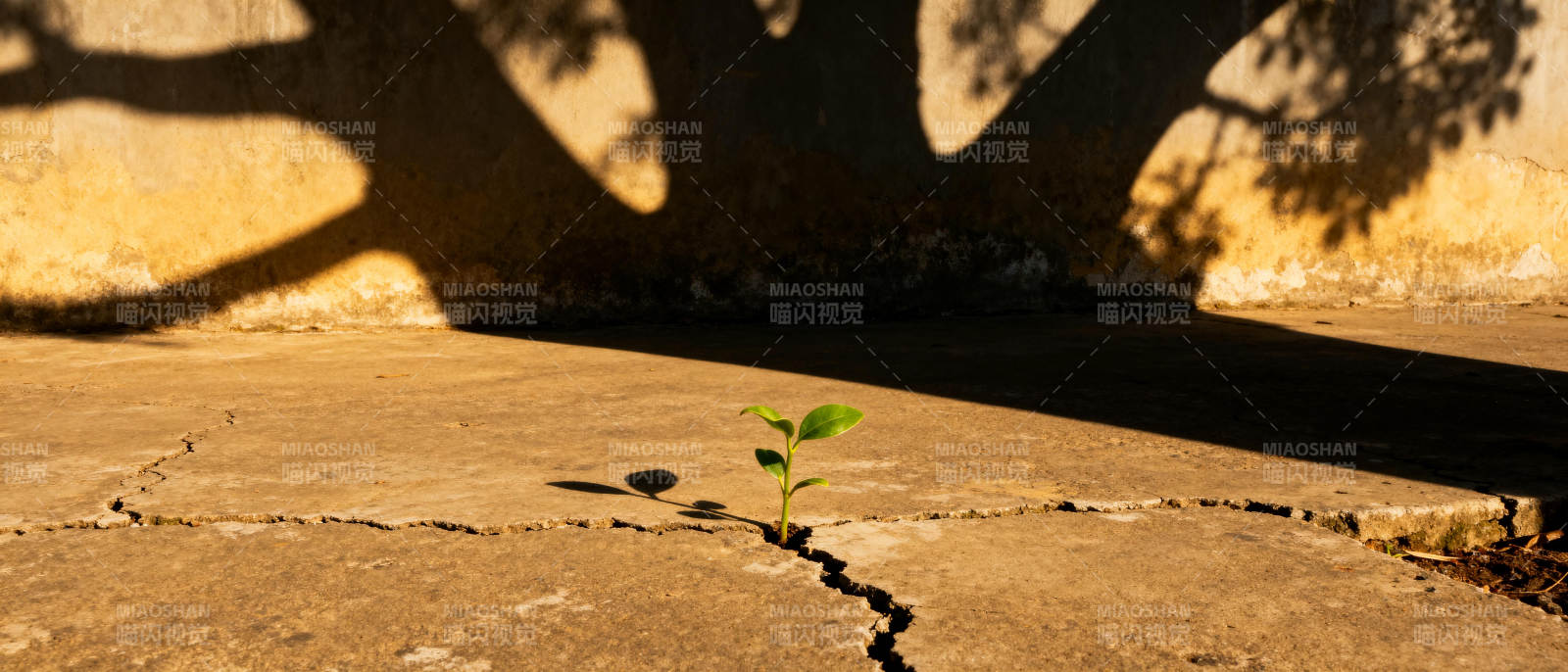 裂缝中的希望图片