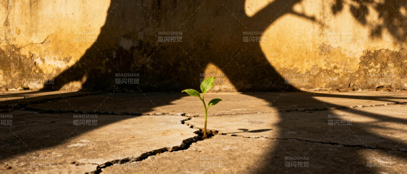 裂缝中的希望图片