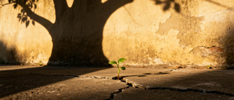 裂缝中的希望图片