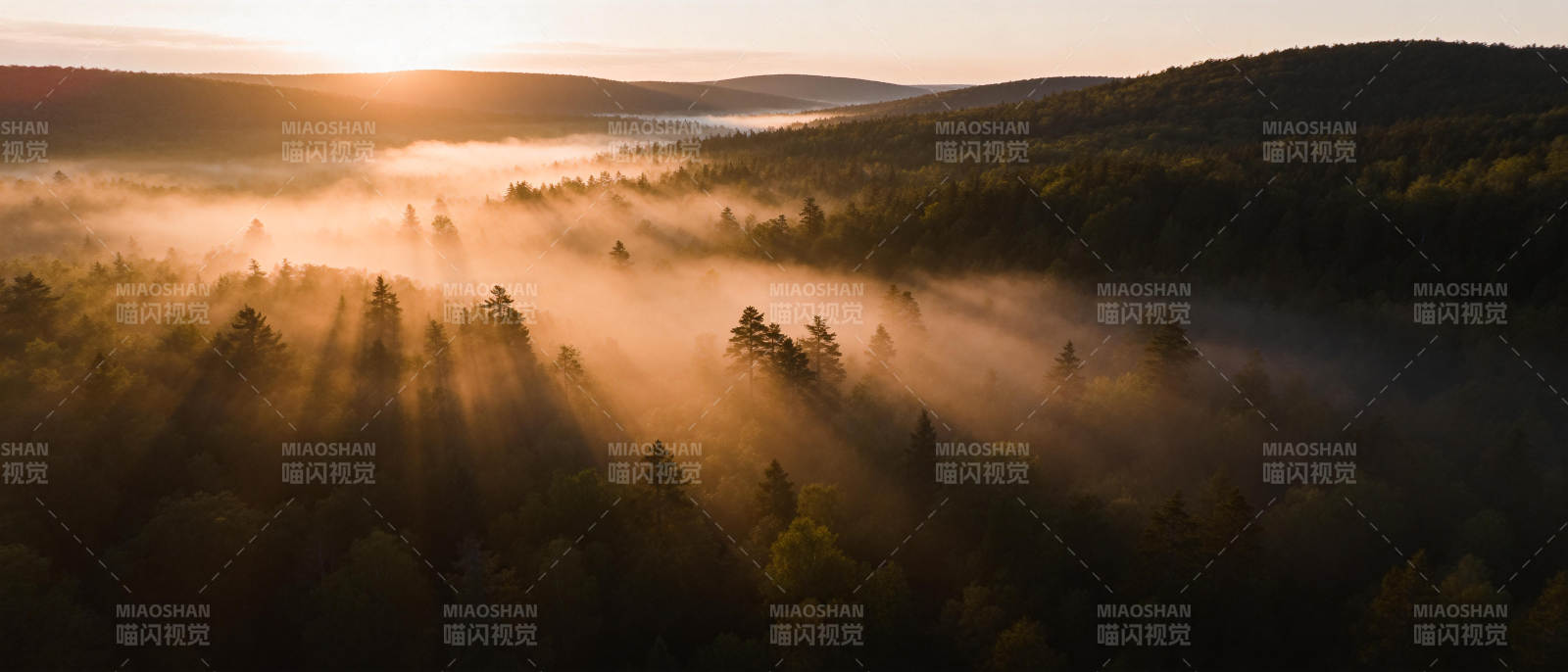 晨雾森林光影图片