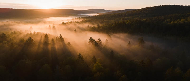 晨雾森林光影图片