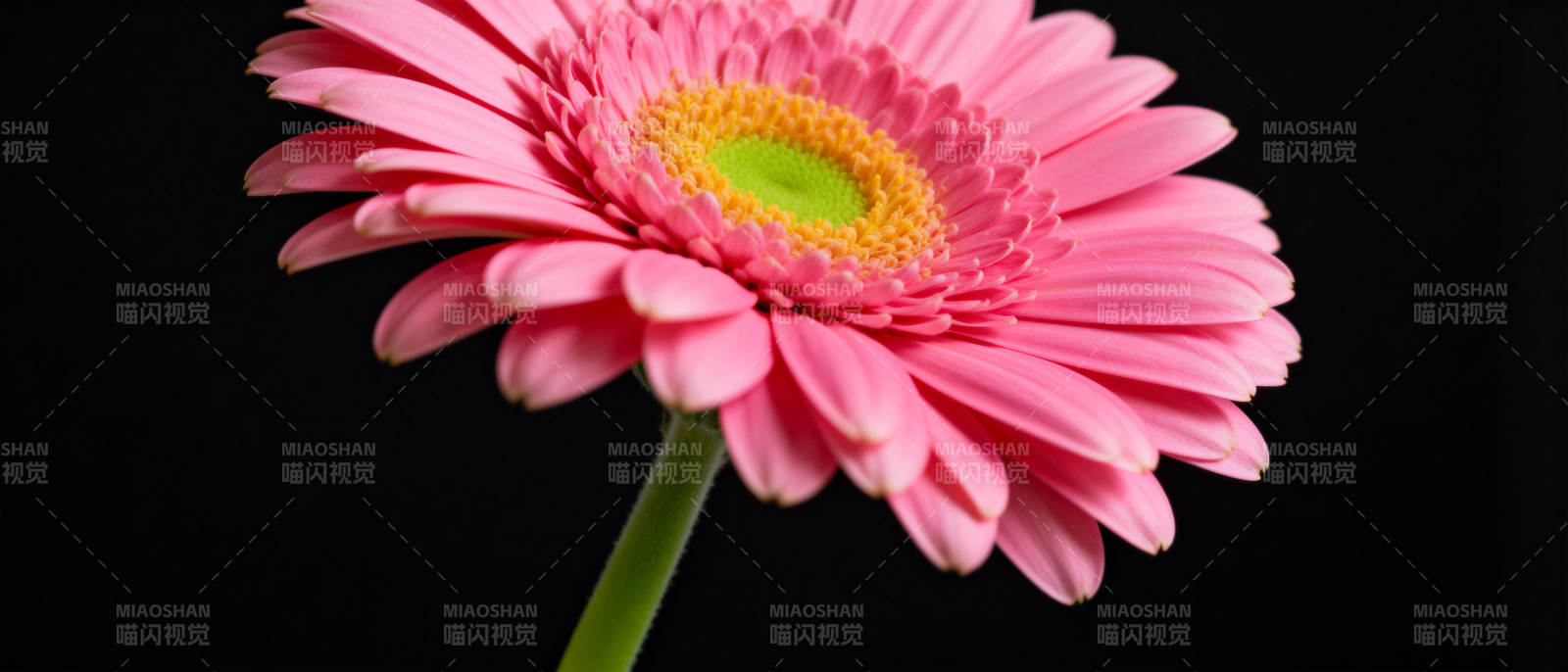 粉红雏菊绽放图片