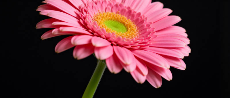 粉红雏菊绽放图片