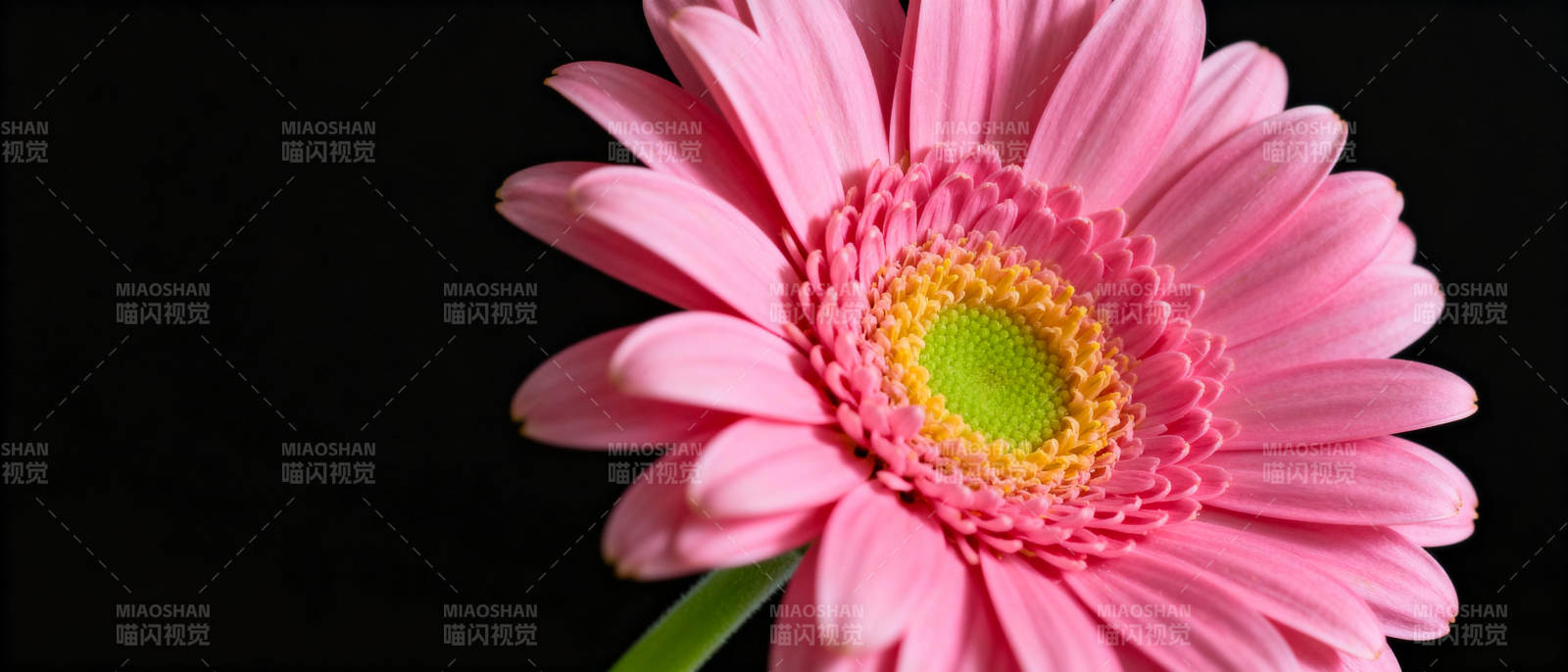 粉红雏菊绽放图片