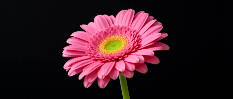 粉红雏菊绽放图片