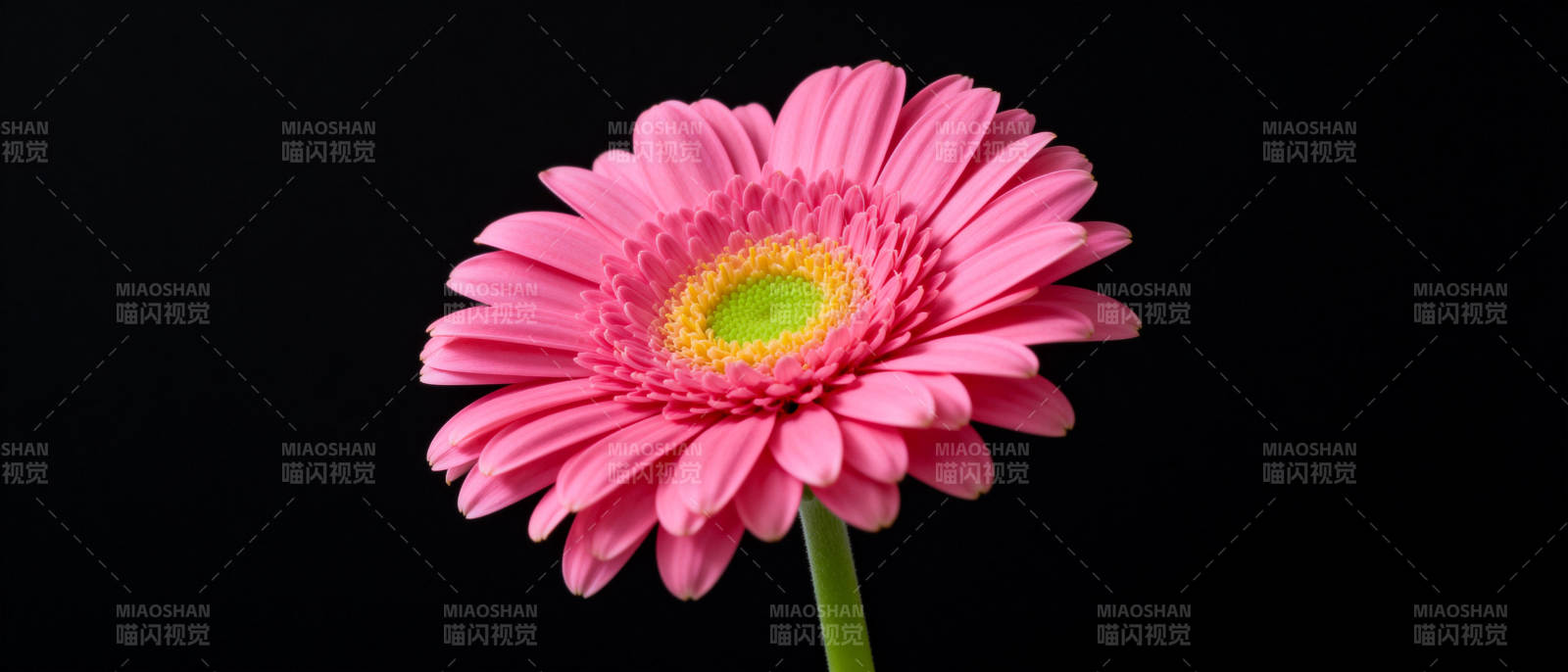 粉红雏菊绽放图片