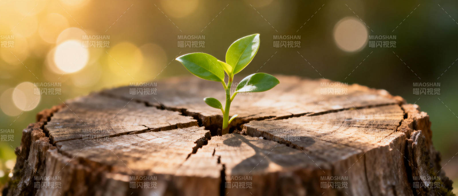 新芽破土重生图片