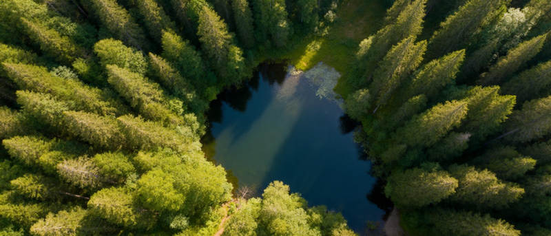 森林中的心形湖图片