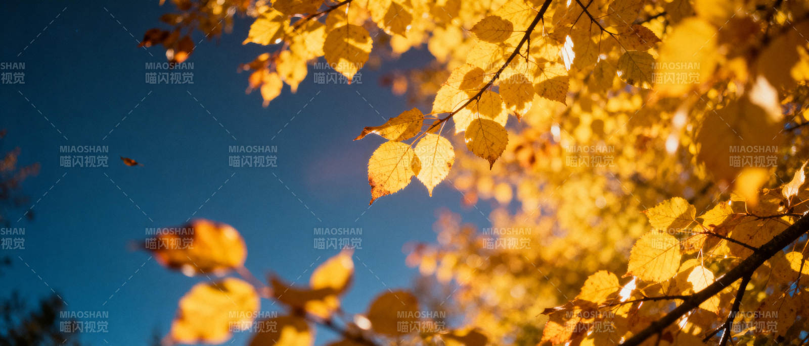 秋叶金黄映蓝天图片