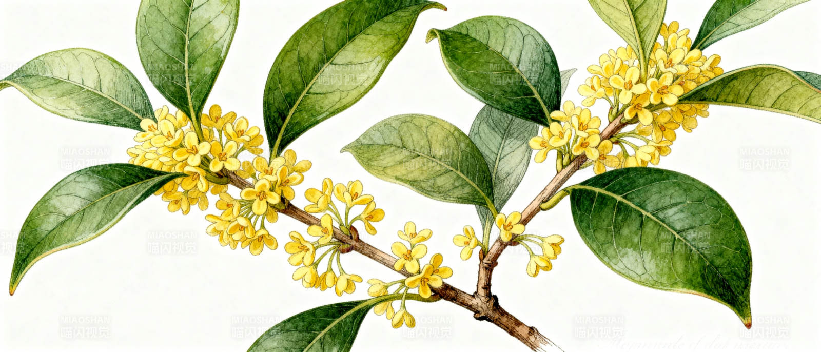 桂花枝头绽放图片