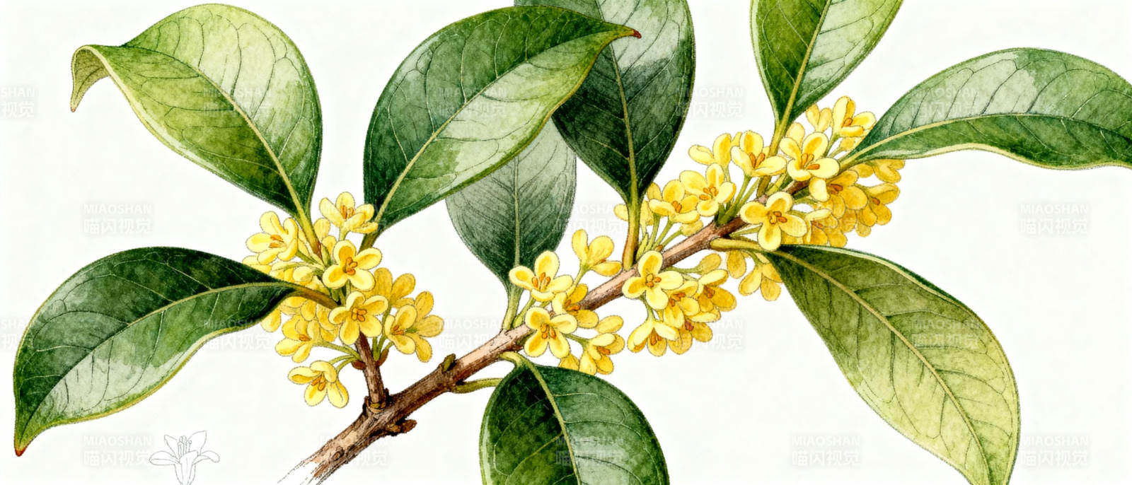 桂花枝头绽放图片