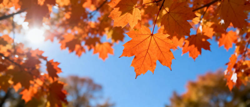 秋叶映蓝天图片