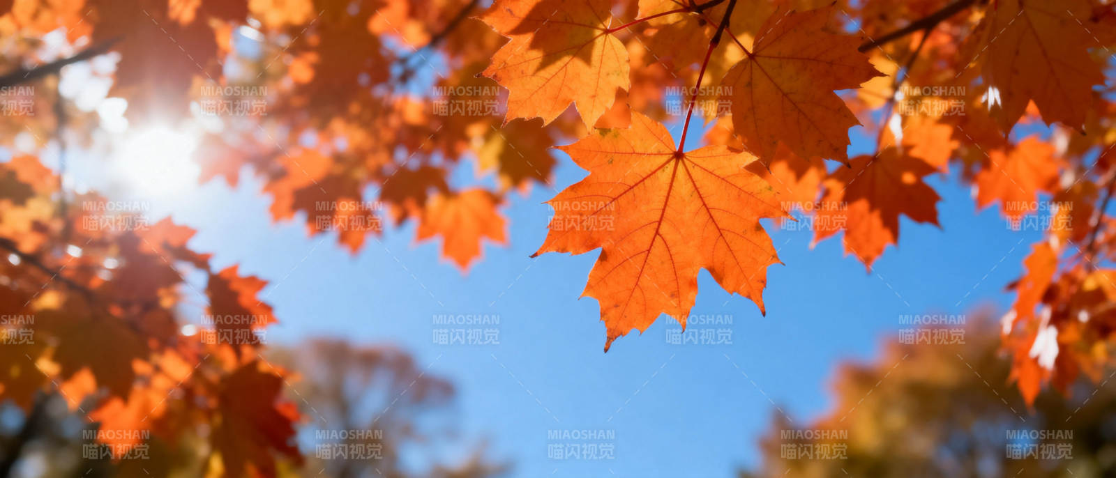 秋叶映蓝天图片