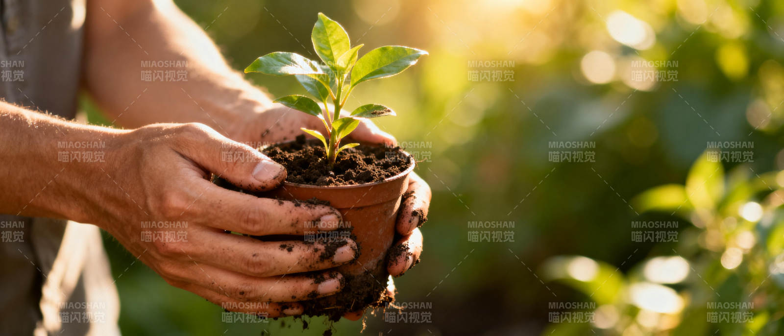 手捧幼苗 绿意盎然图片