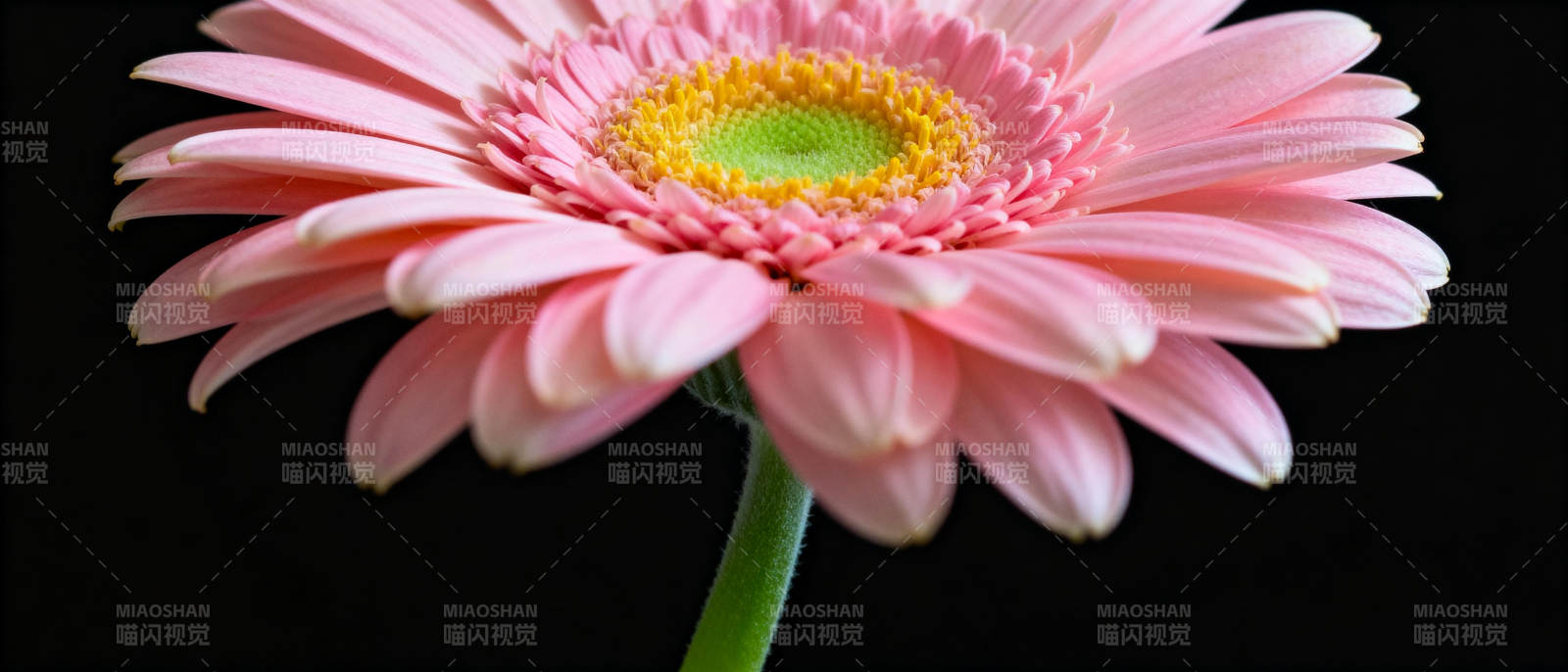 粉红雏菊绽放图片