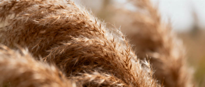 金秋芦苇飘摇图片