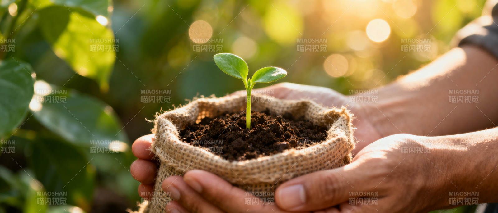 呵护新生绿芽图片
