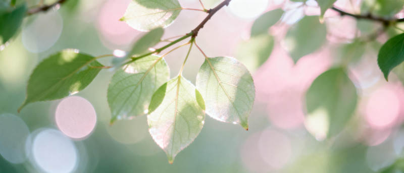绿叶轻舞春风里图片