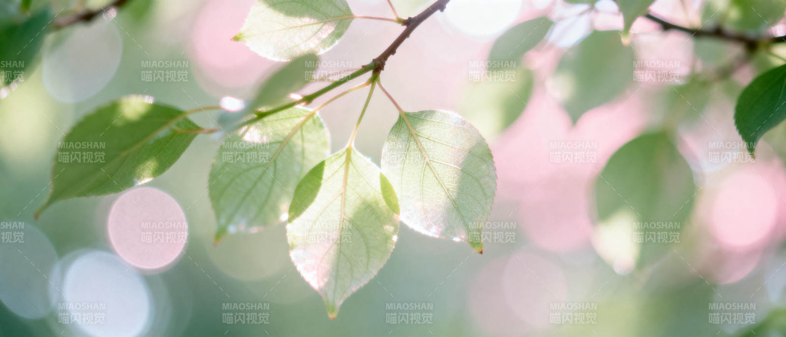 绿叶轻舞春风里图片