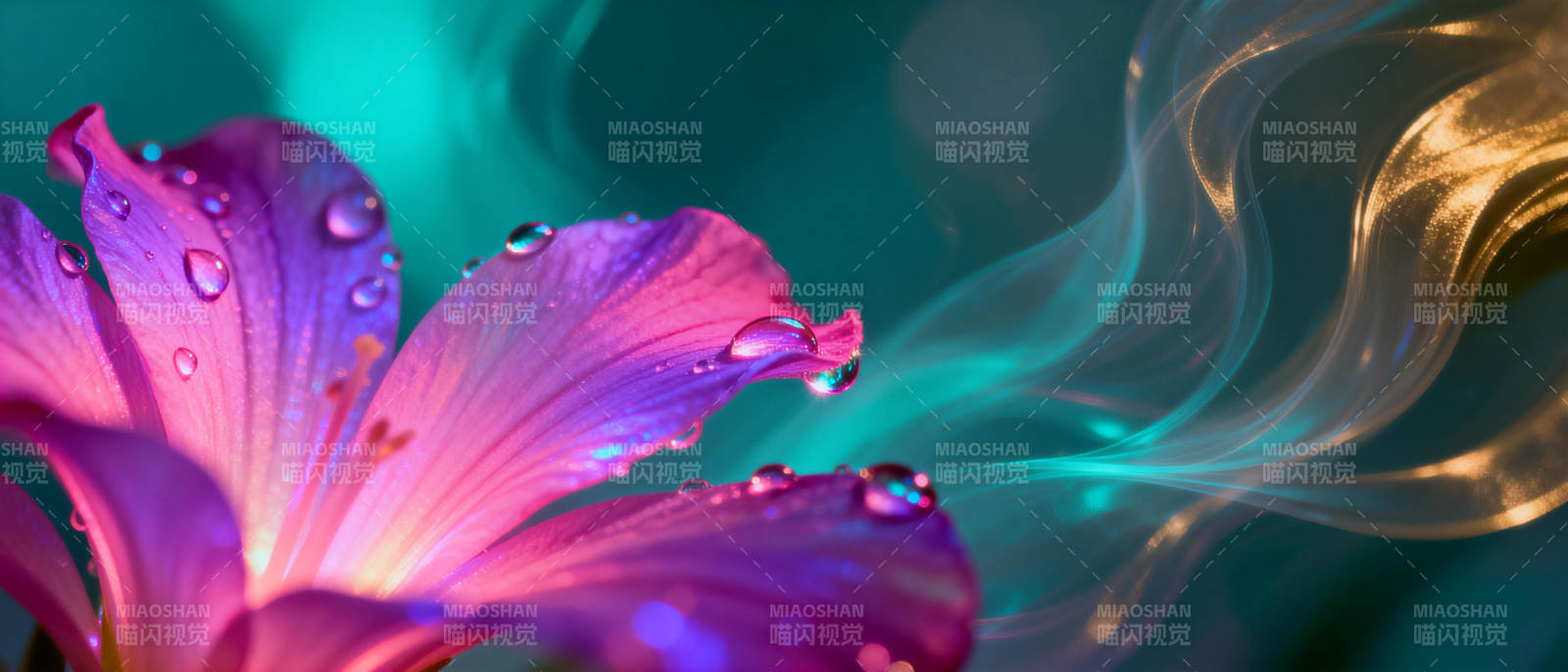 紫花滴露 光影流转图片