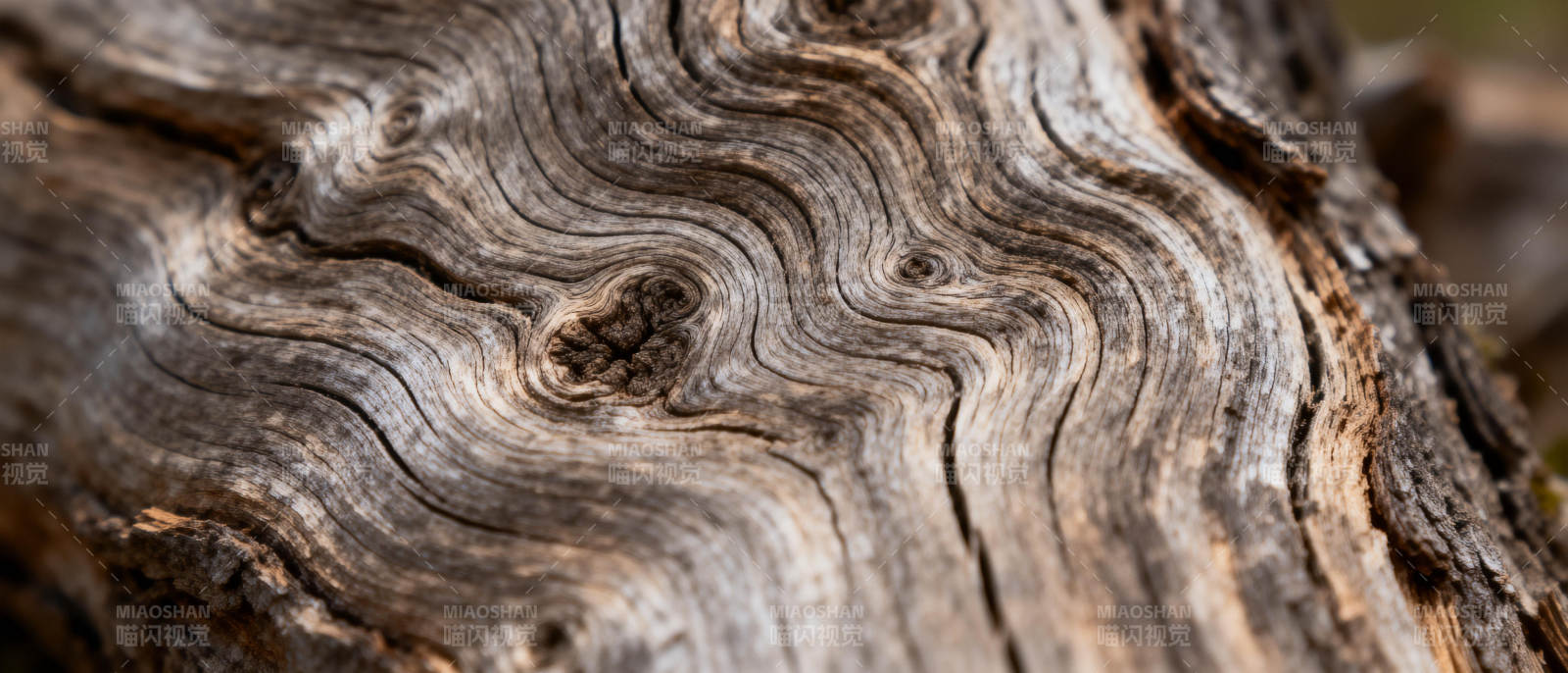 树纹岁月图片