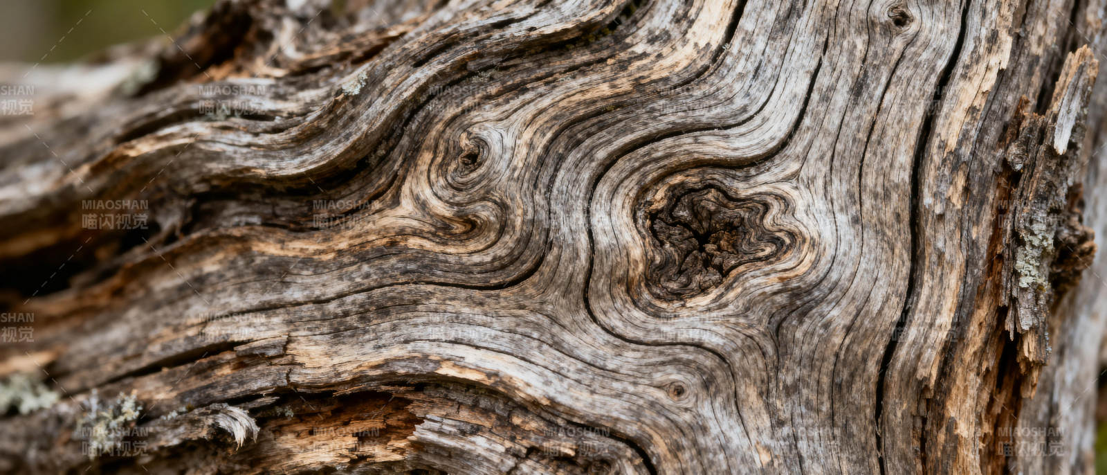 古木纹理图片