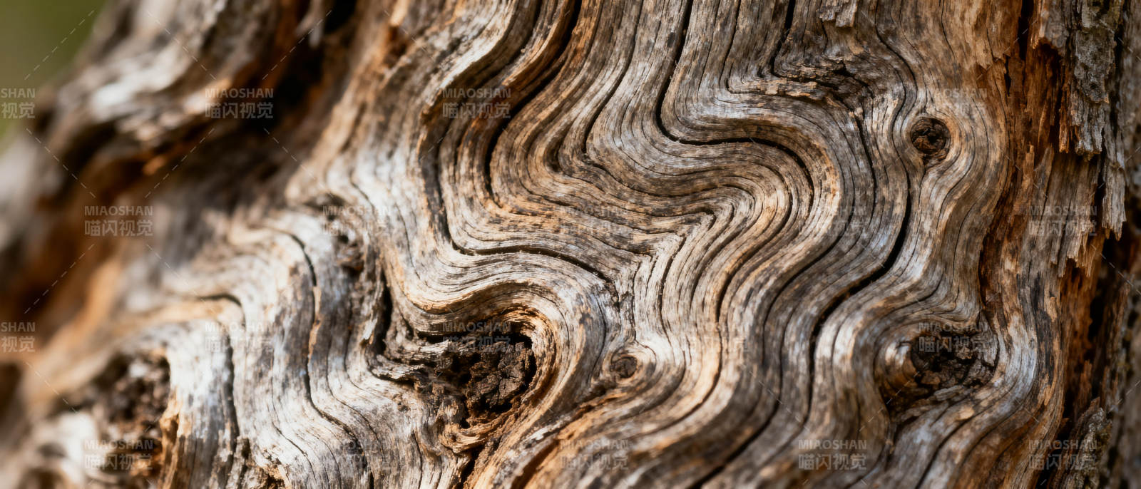 树皮纹理图片