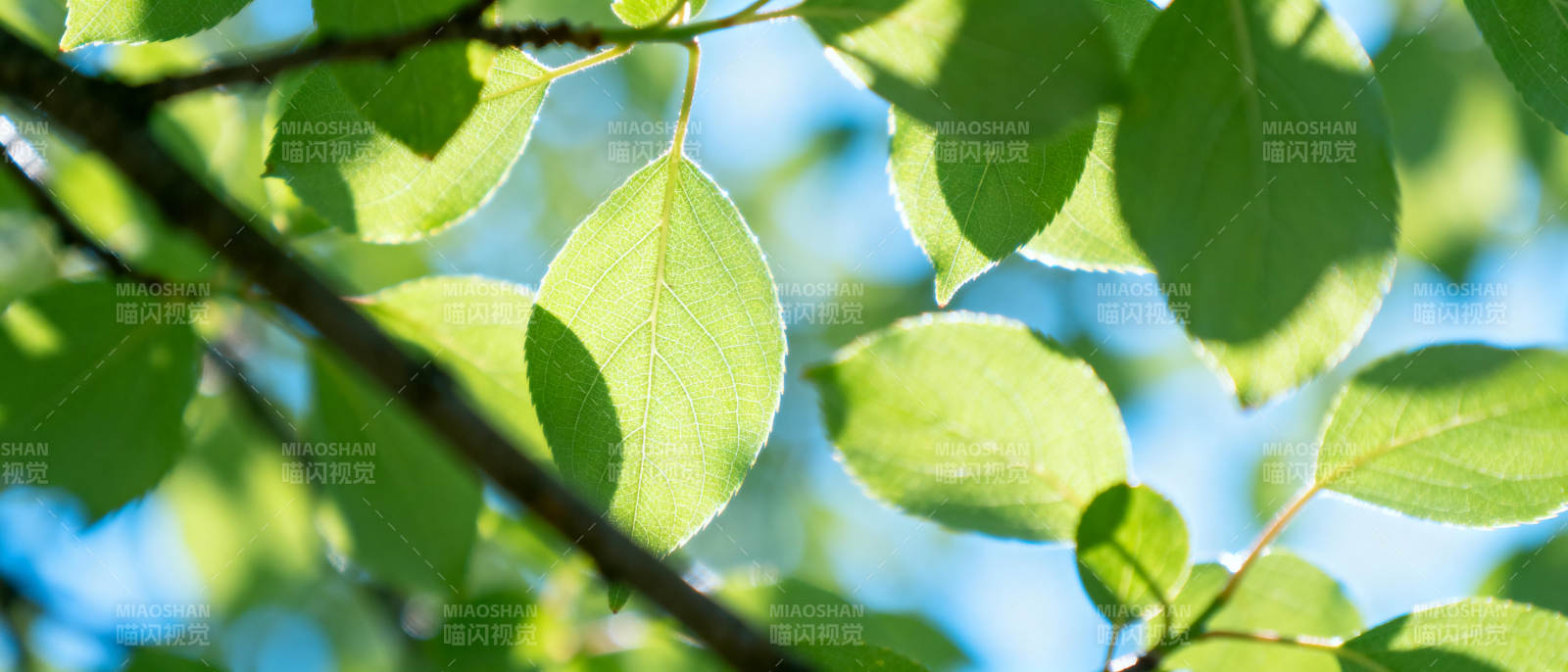 绿叶映蓝天图片