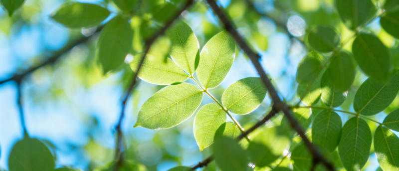 绿叶映蓝天图片