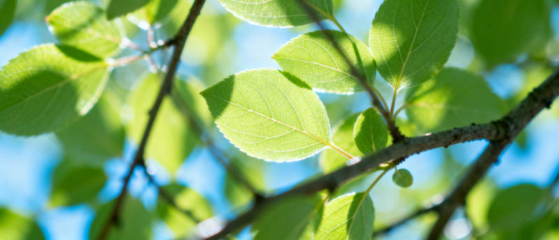 绿叶映蓝天图片