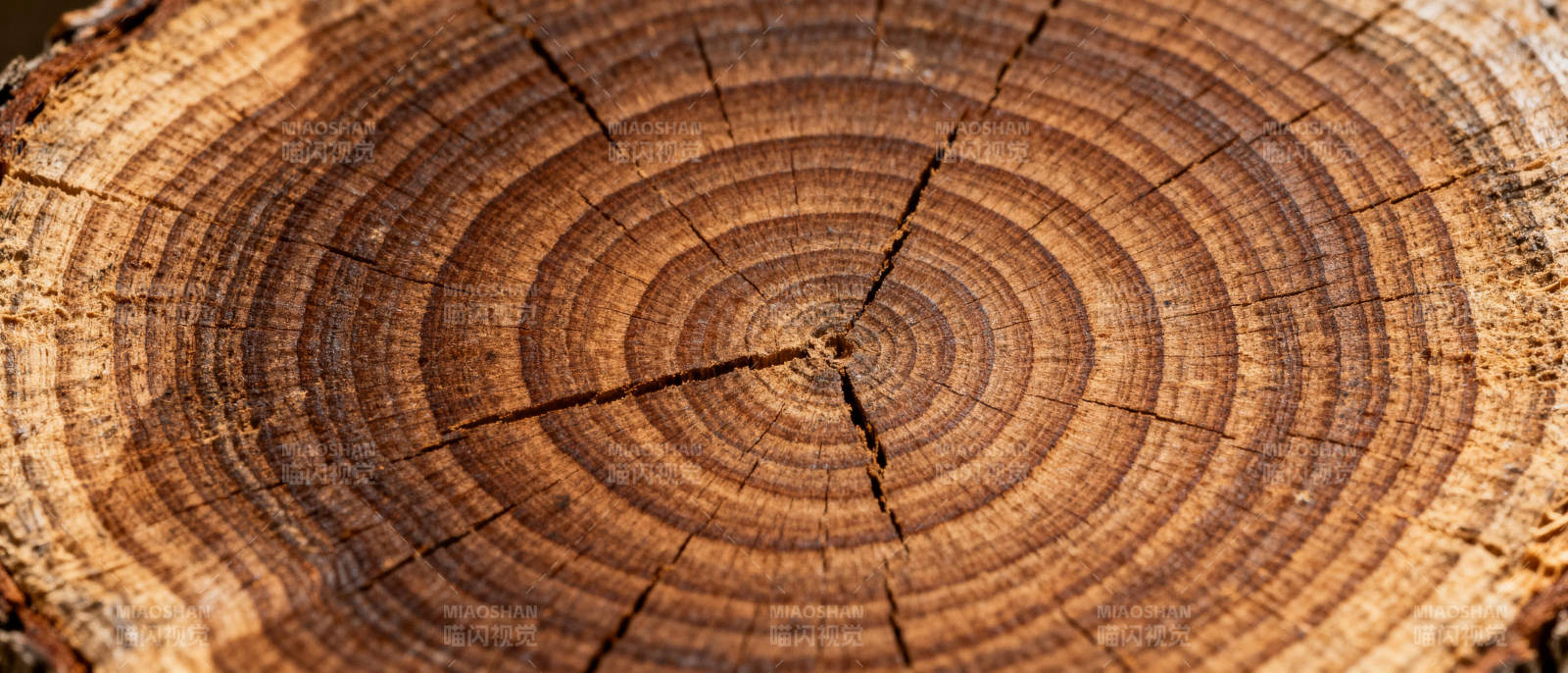 年轮纹理图片