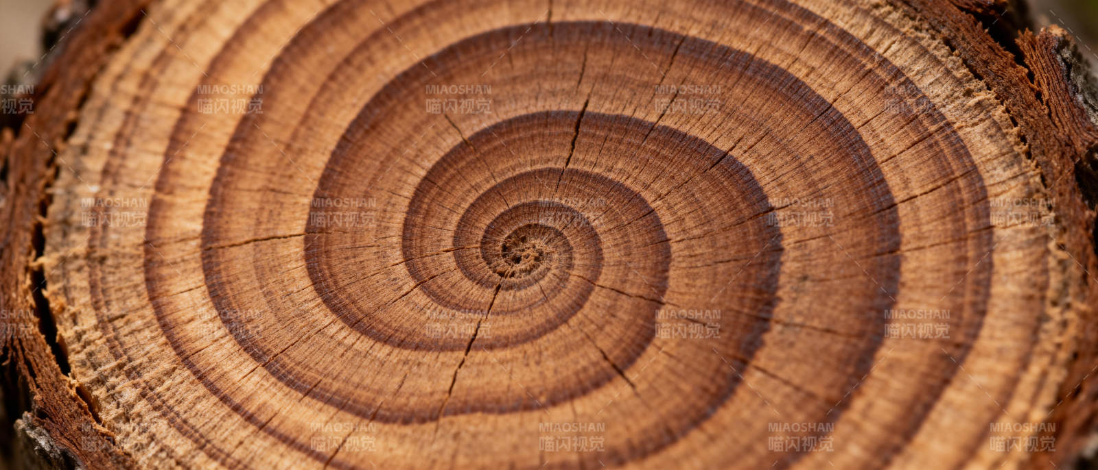 年轮之美图片