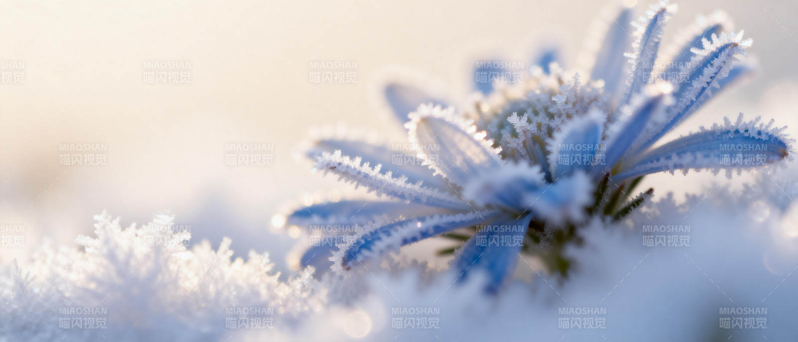 雪中蓝菊绽放图片