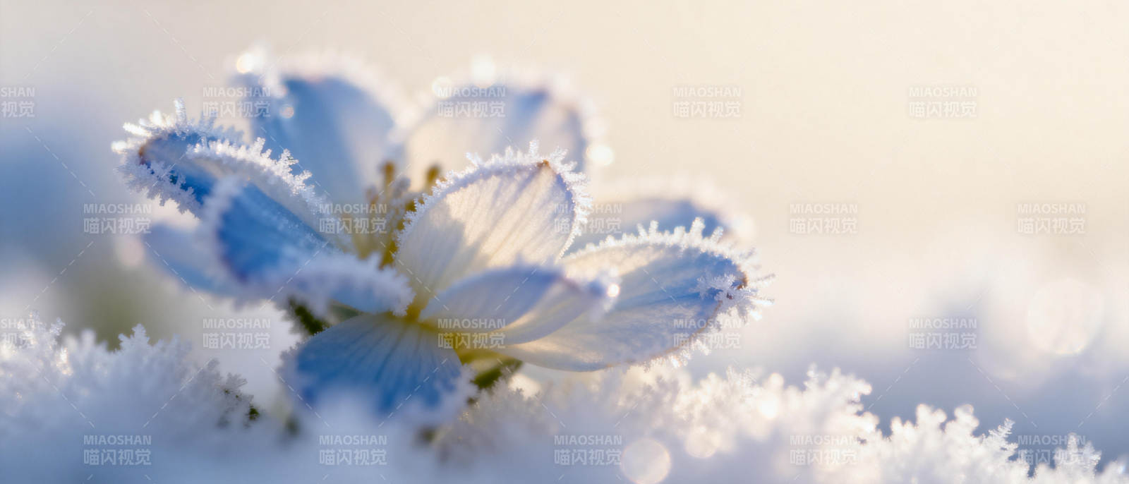 雪中蓝花绽放图片