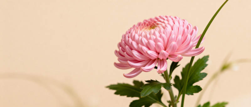 粉菊绽放图片