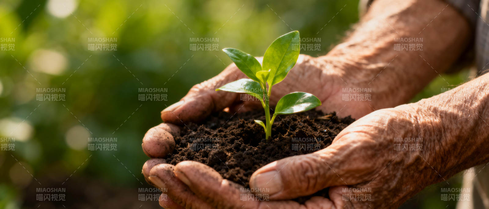 双手捧着幼苗图片