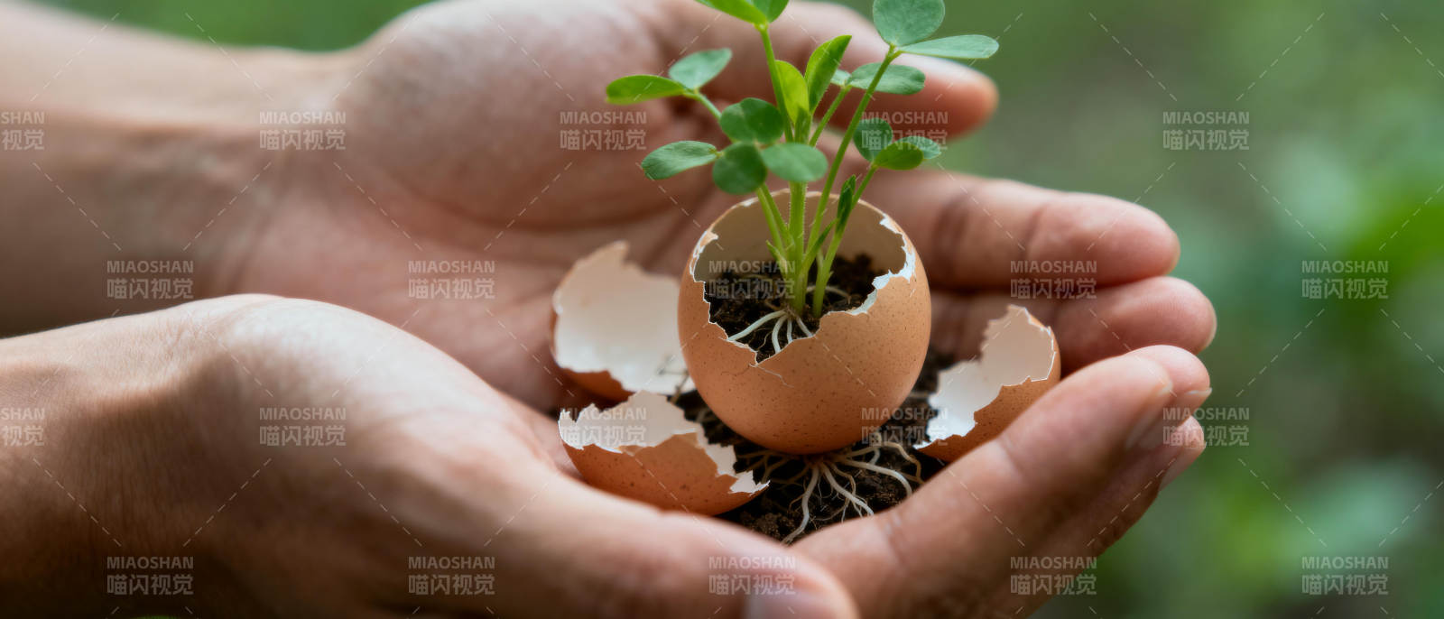 蛋壳育苗 生命萌发图片