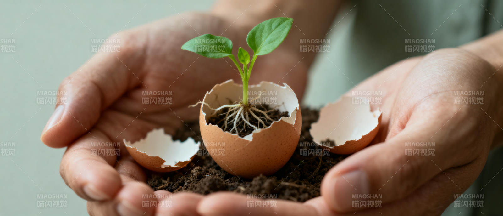 蛋壳中的新生命图片