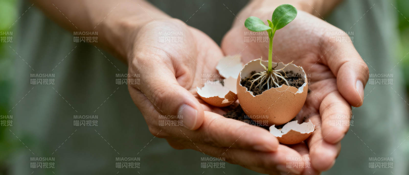 蛋壳育苗 生命初生图片