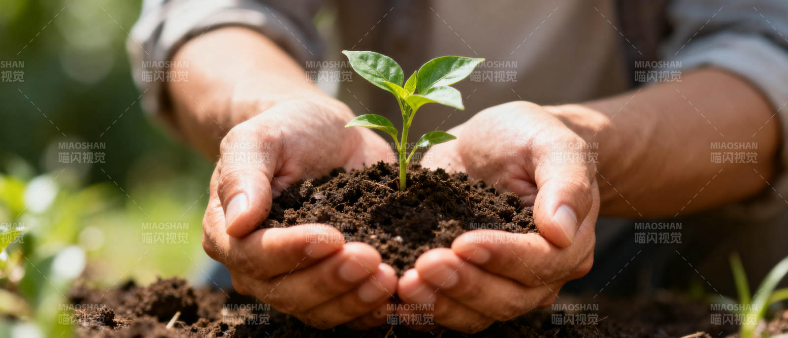 双手捧着幼苗图片