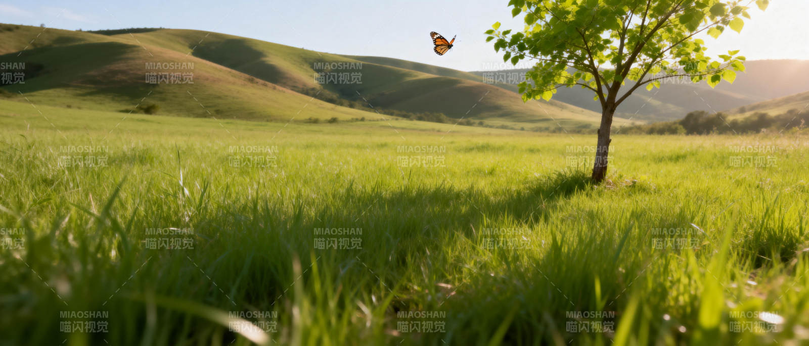 绿野孤树蝶舞图片