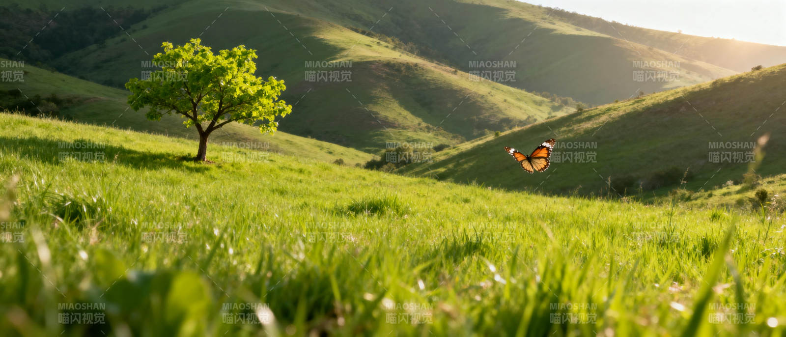 绿野蝶舞图片