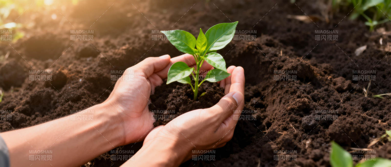 呵护幼苗成长图片