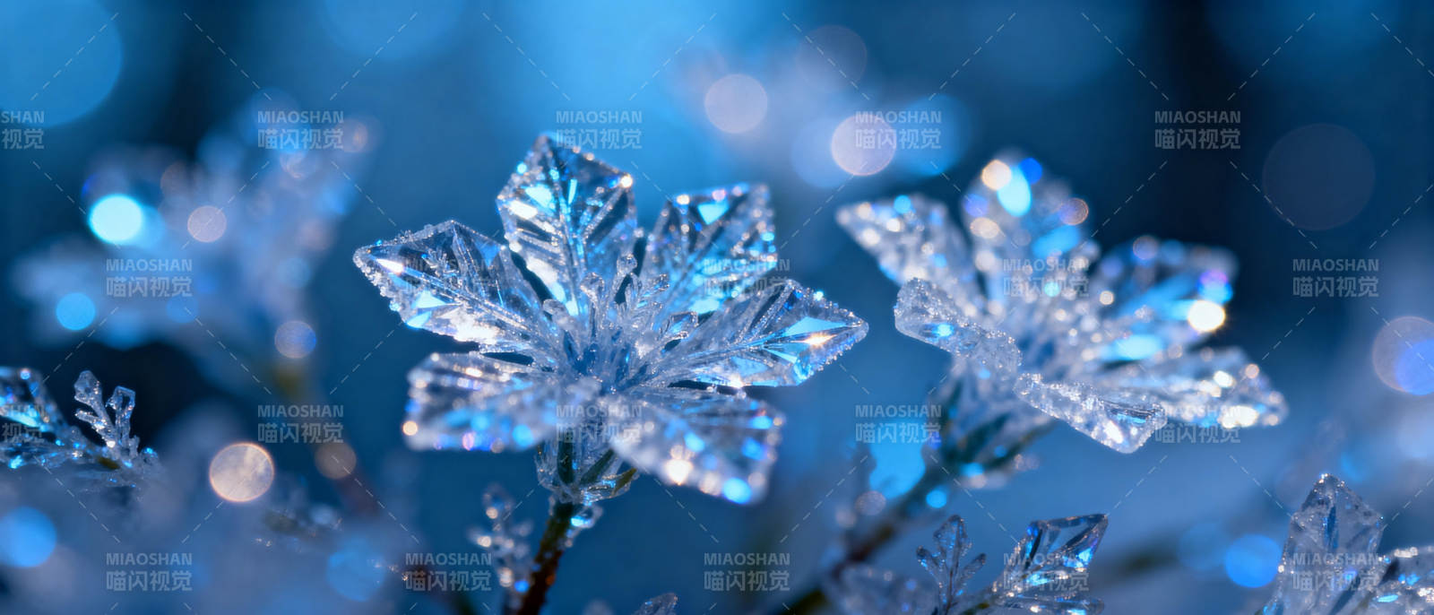 晶莹雪花 冬日之美图片