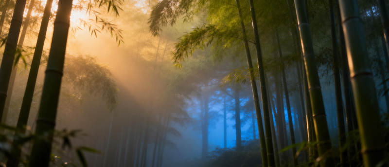 竹林晨雾图片