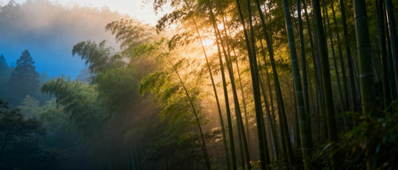 晨雾竹林光影图片