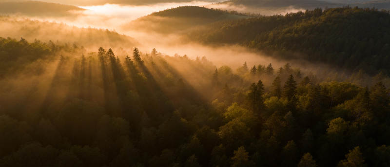 晨雾森林光影图片