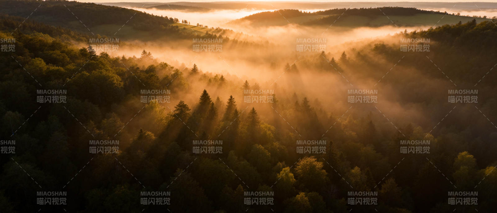 晨雾森林光影图片