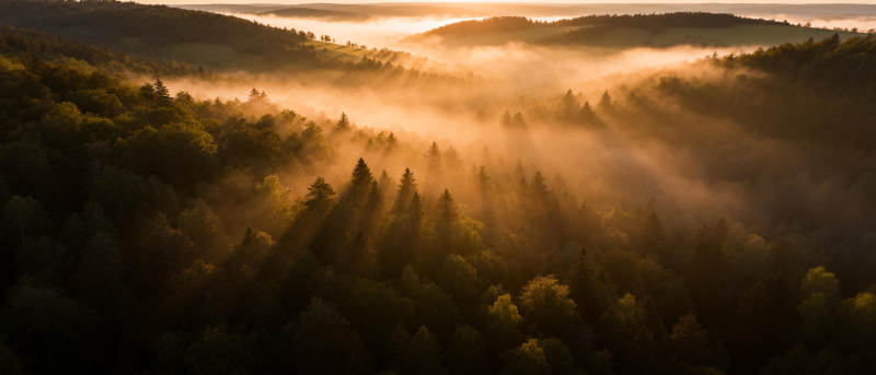 晨雾森林光影图片