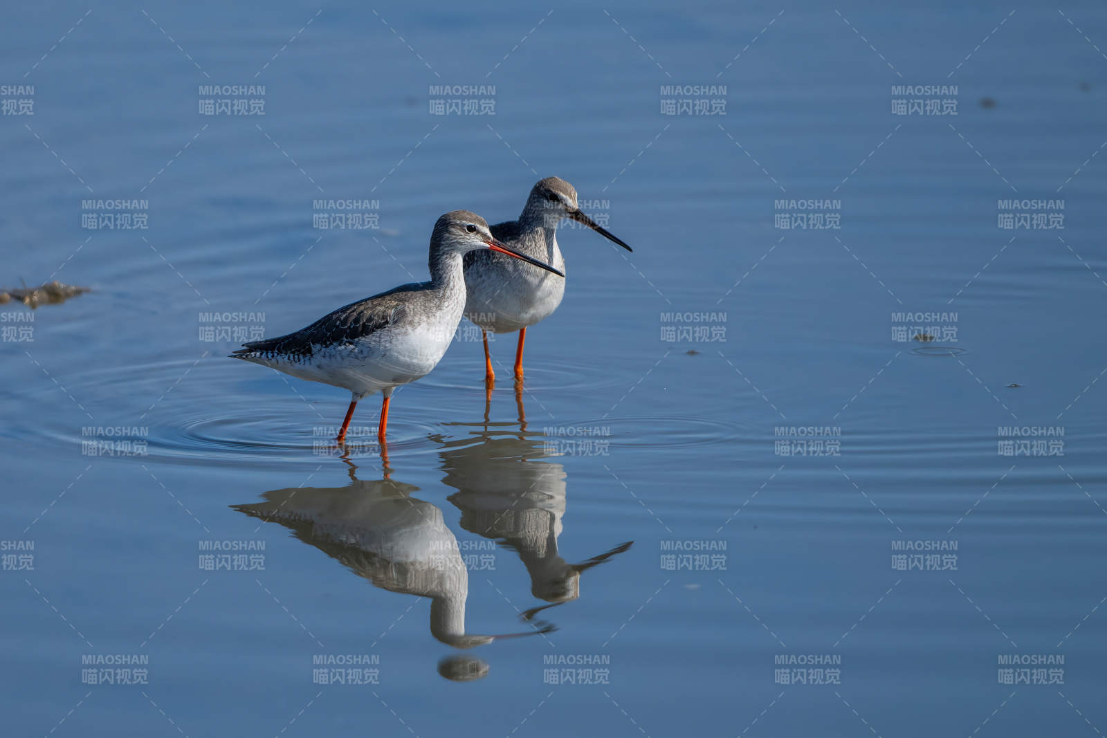 红脚鹬水边觅食图片